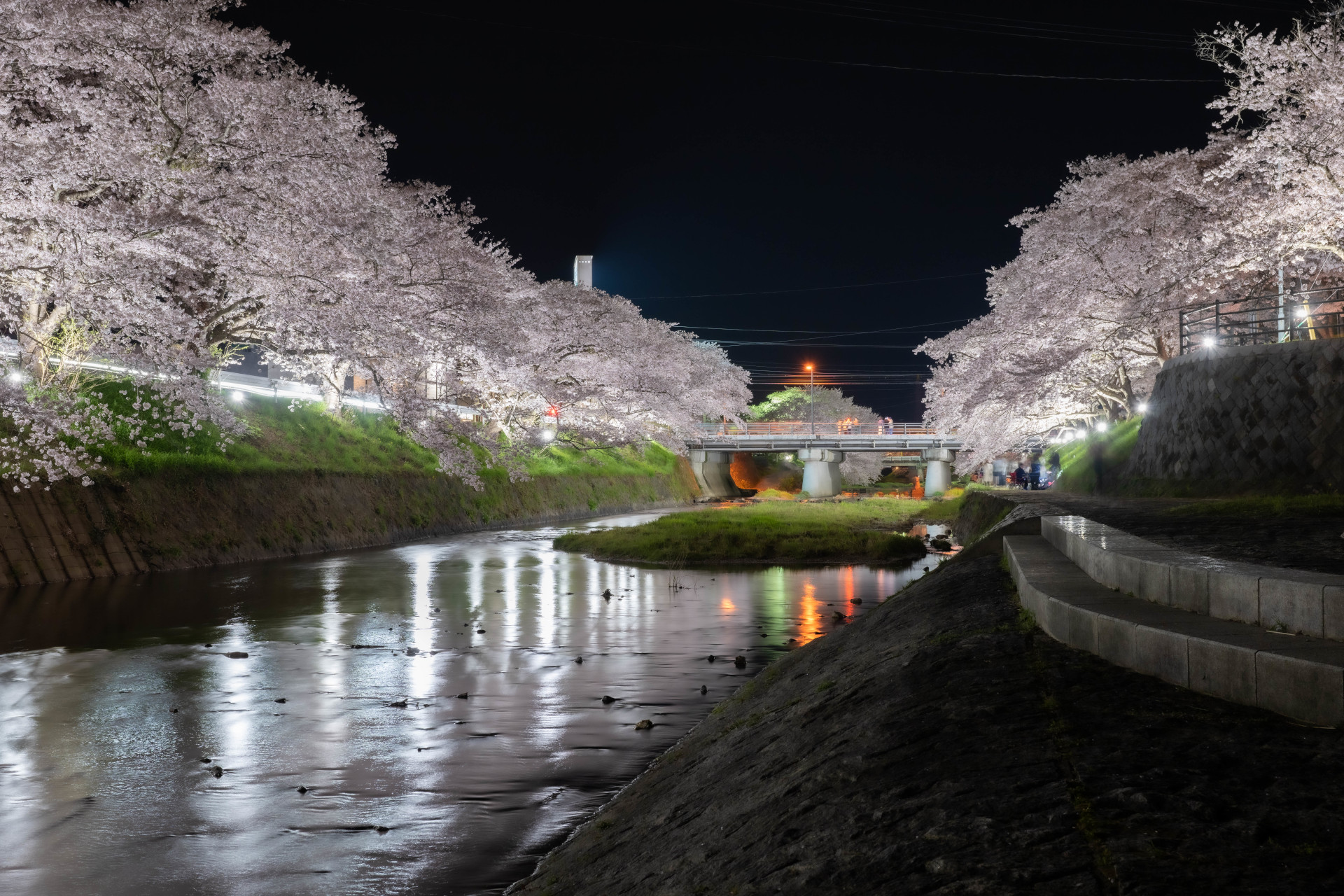 厚狭川の夜桜